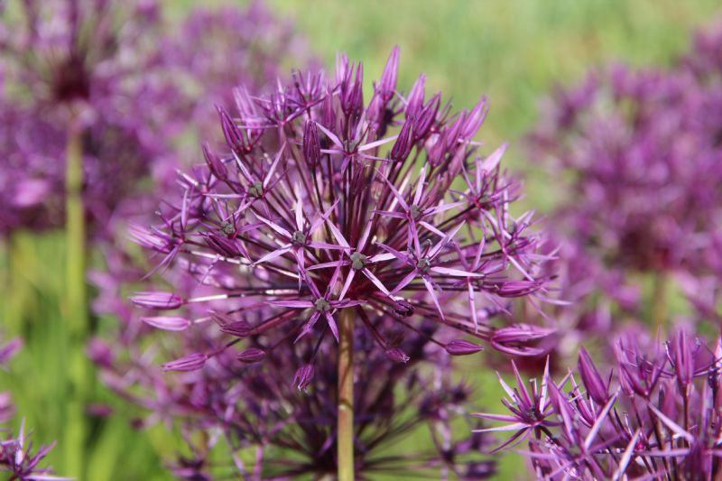Allium 'Purple Rain'  bestellen